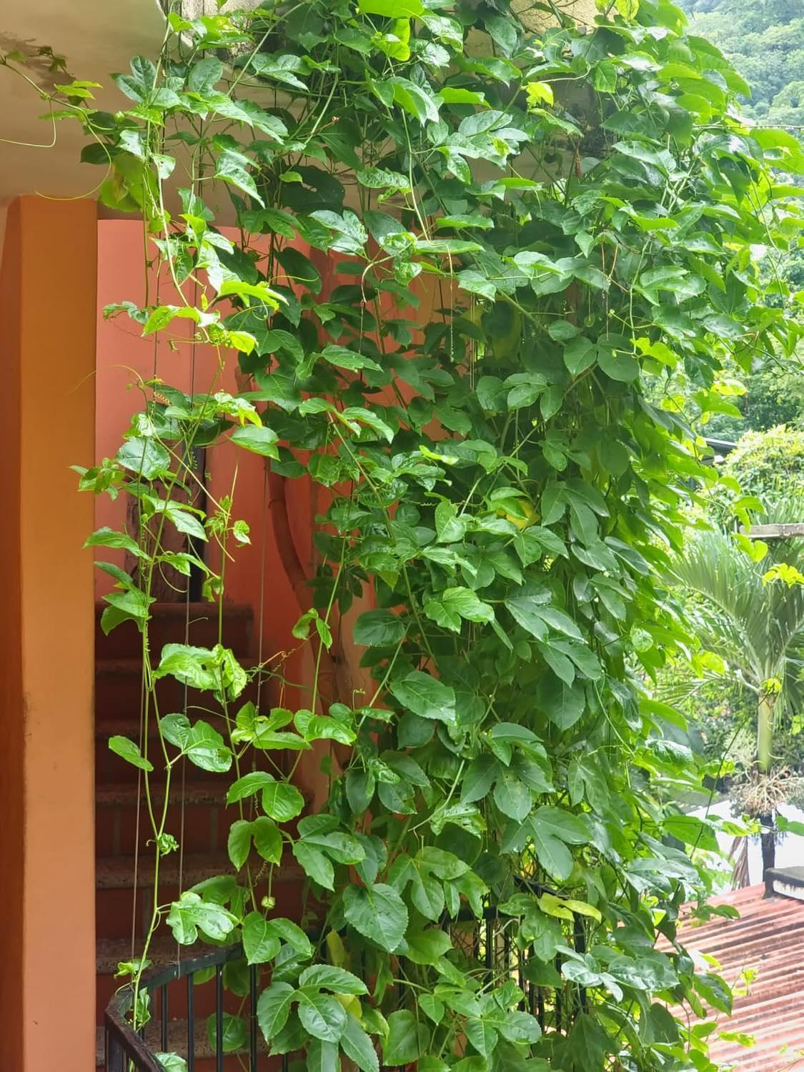 La Posada Pacifica Puerto Vallarta Exterior foto